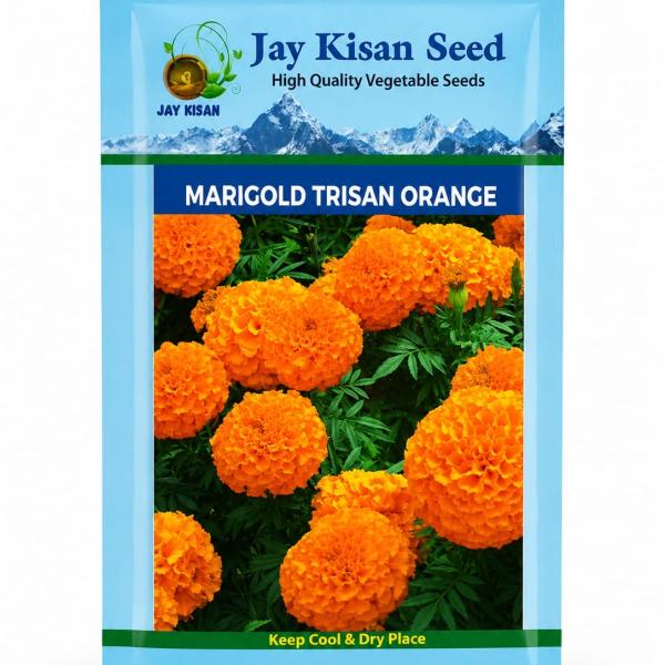 Marigold DARSH ORANGE