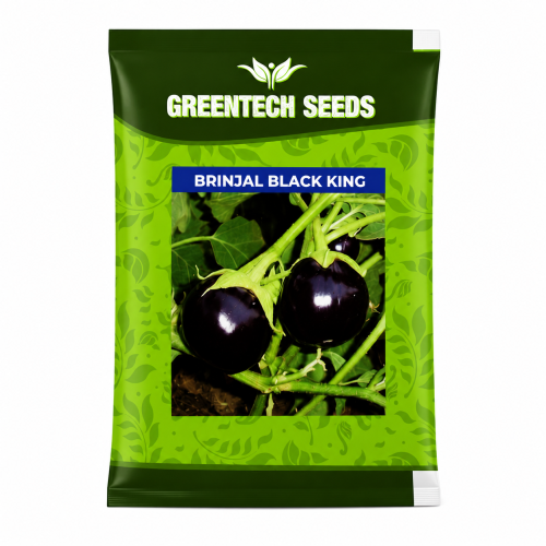 Brinjal Black King 