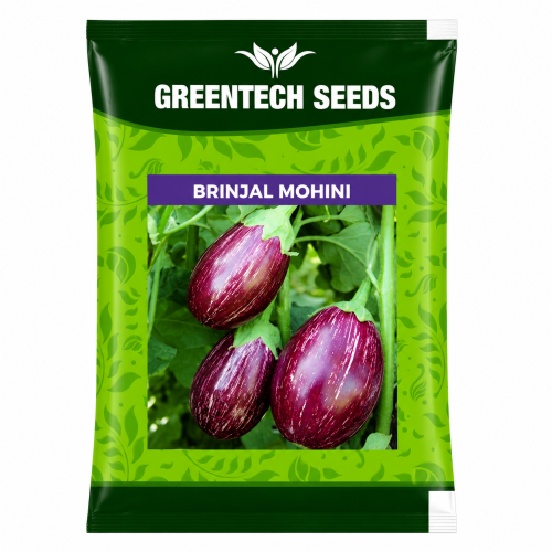 Brinjal Mohini 