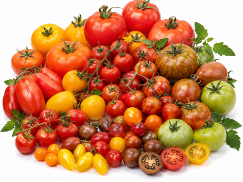 Tomato