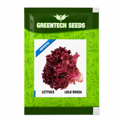 leetuce lolo rossa 