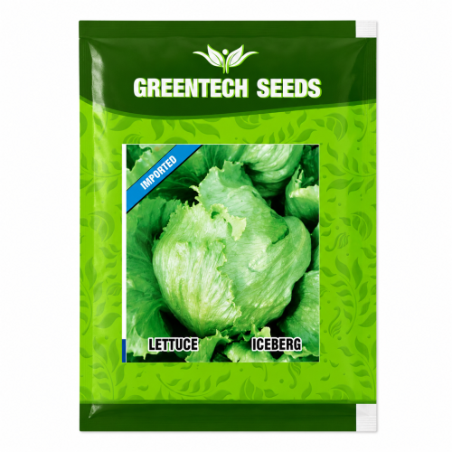 letuce iceberge 